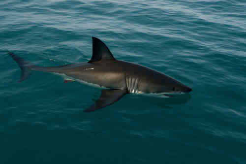 Hai im Wasser